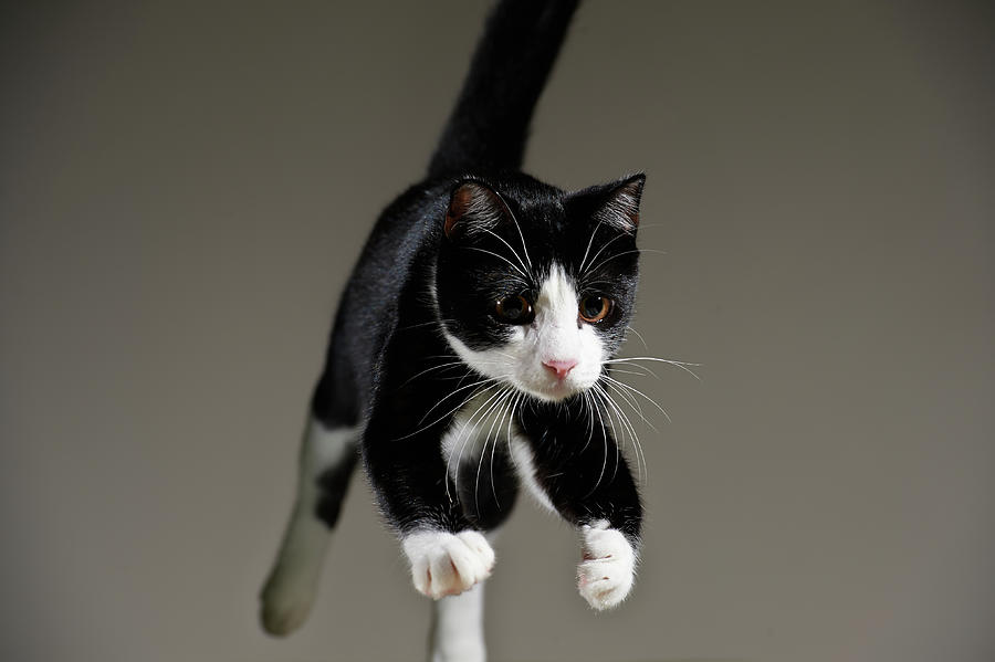 Jumping Tuxedo Cat Photograph by Akimasa Harada