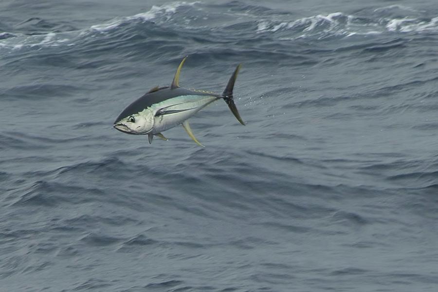 Jumping Yellowfin Tuna Photograph by Bradford Martin