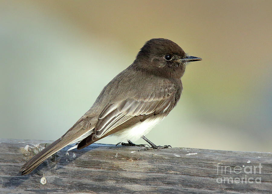 Black Phoebe #1 Photograph By John Wijsman - Pixels