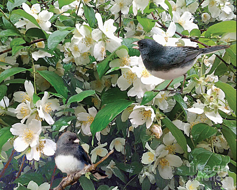 Junco in Mock Orange Tree by CR Leyland Junco in Mock Orange Tree by CR Leyland