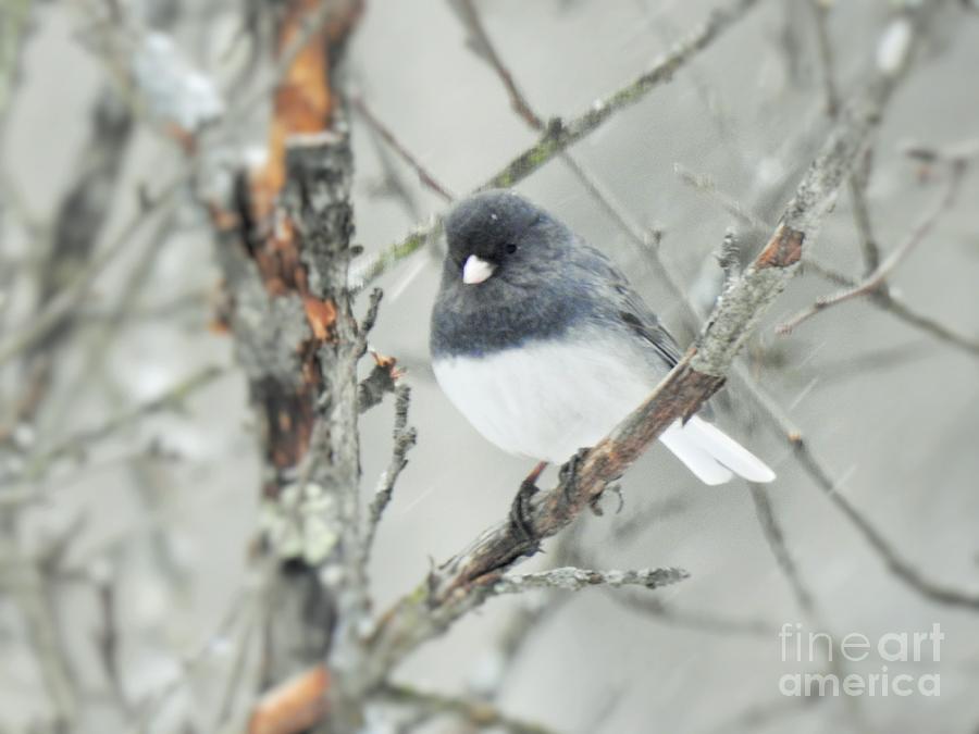 Junco in Winter Photograph by Eunice Miller