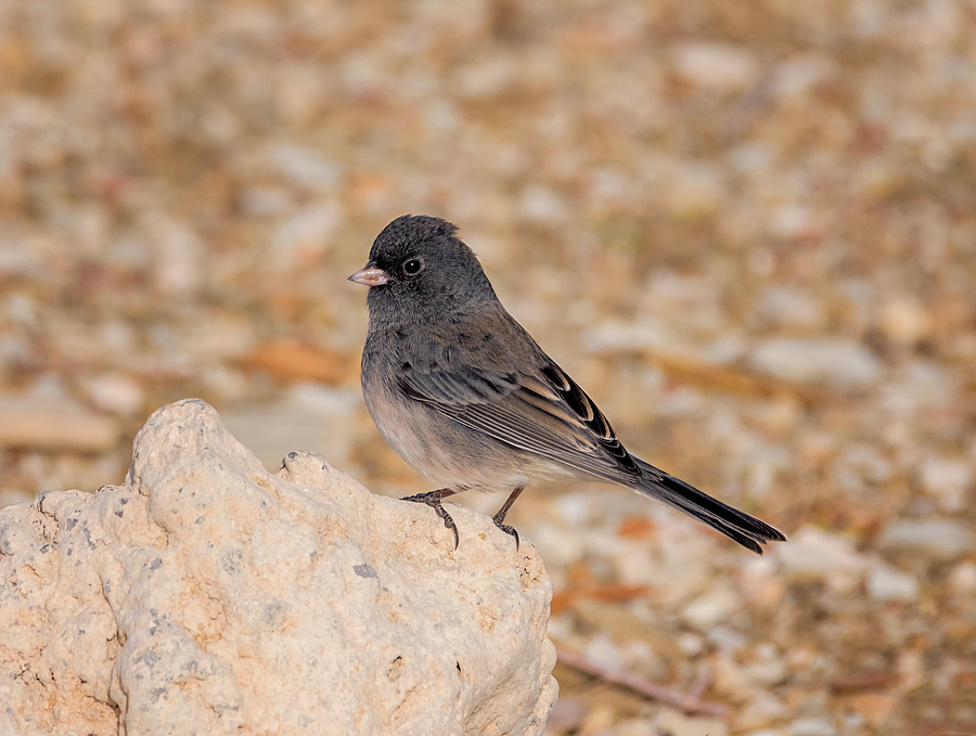 Junco on a Rock Photograph by Loree Johnson
