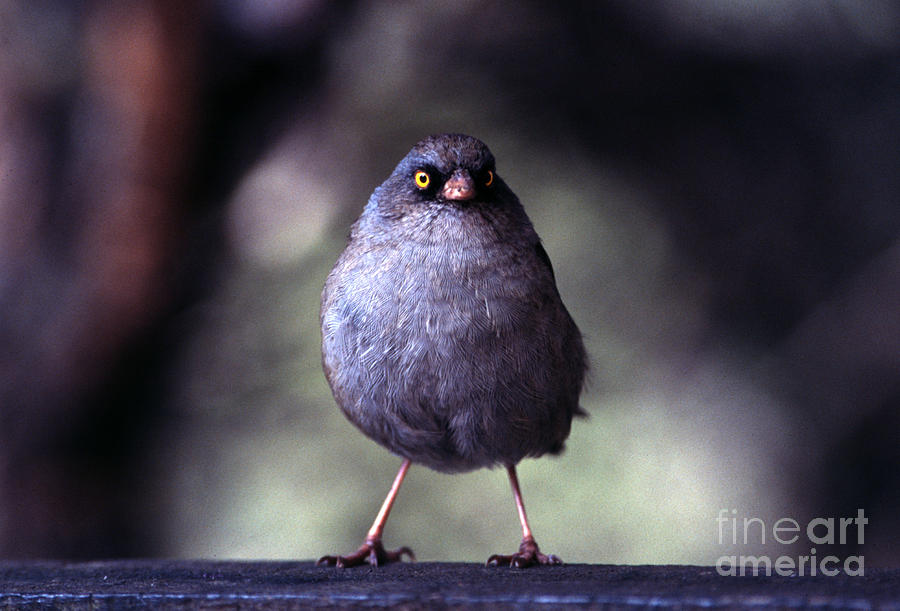 Forest Photograph - Junco by Steffen Foerster Forest Photograph - Junco by Steffen Foerster