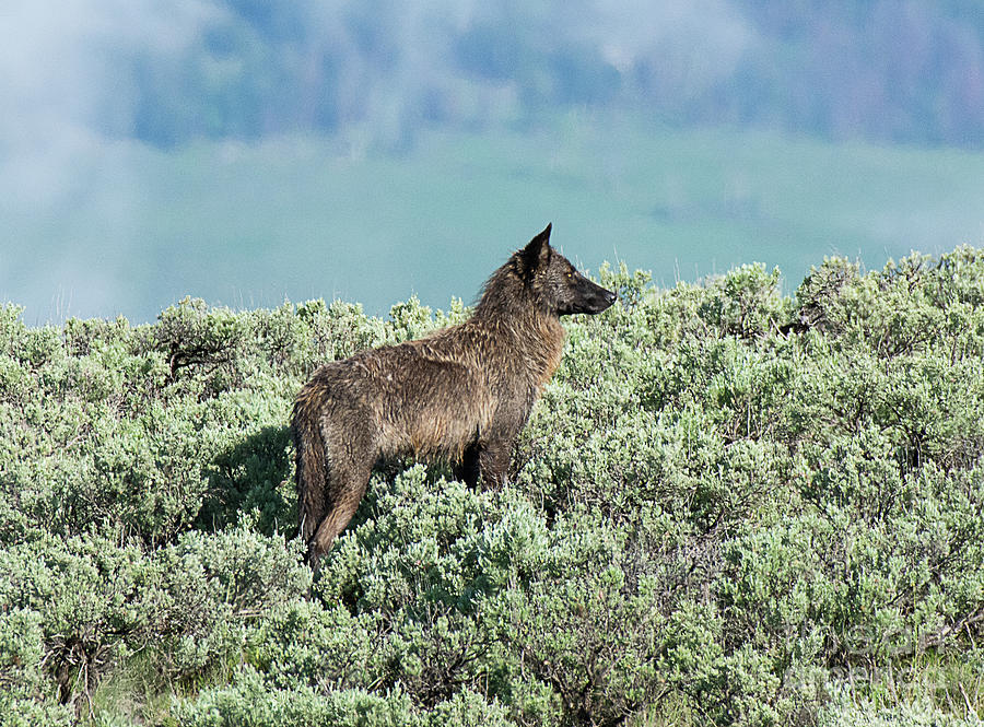 Junction Butte Wolf Photograph by Dennis Hammer
