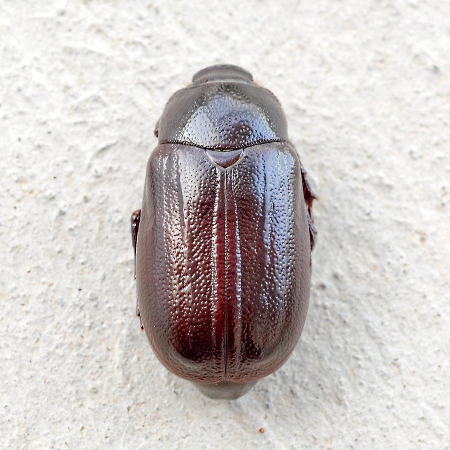 June Bug by KJ Swan June Bug by KJ Swan