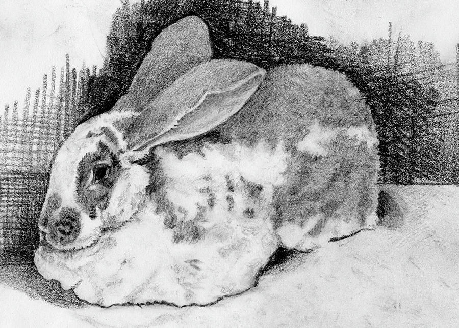 Rabbit Drawing - June Bunny by Alice Ann Barnes