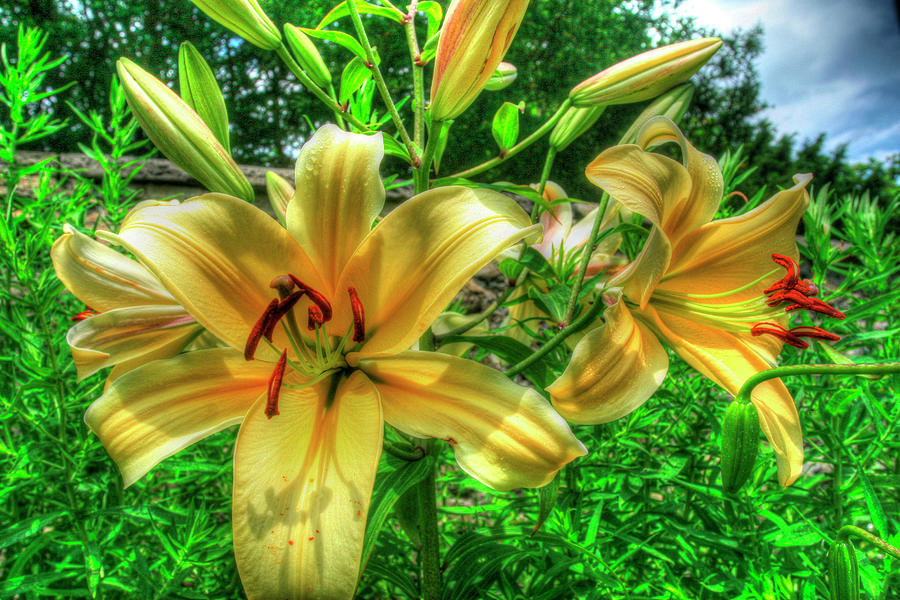 June Lilies Photograph by Robert Goldwitz Pixels