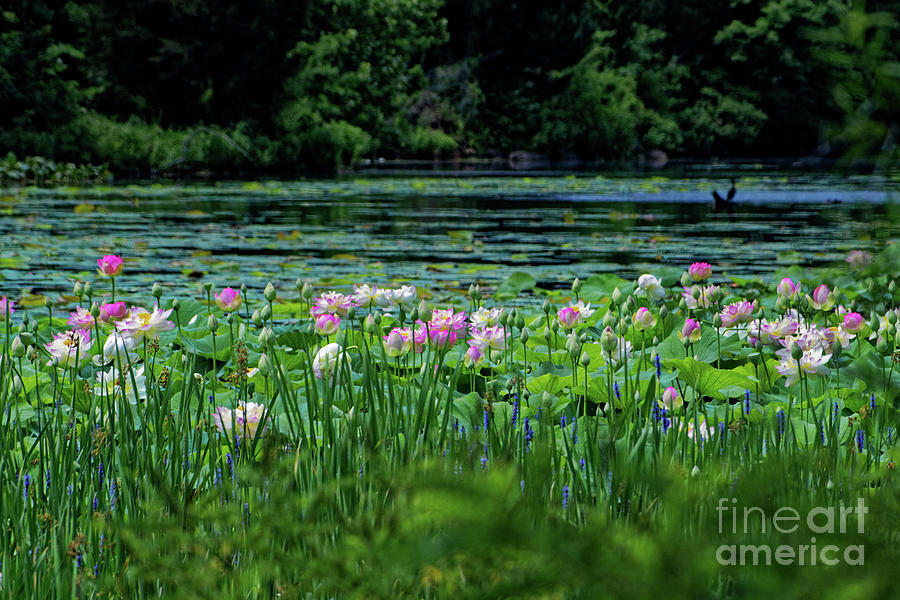 June Lotus Blossoms Photograph