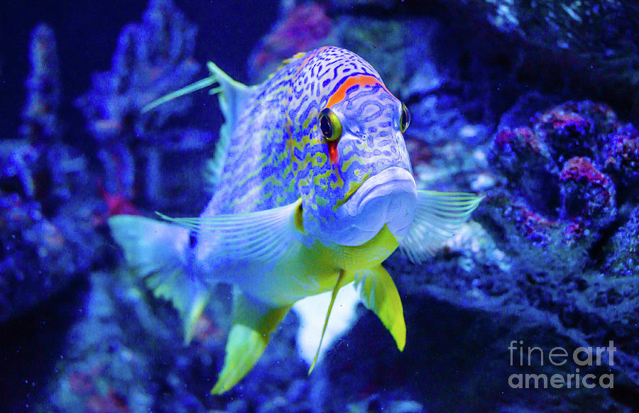 Juneys Fish Photograph by Nick Boren