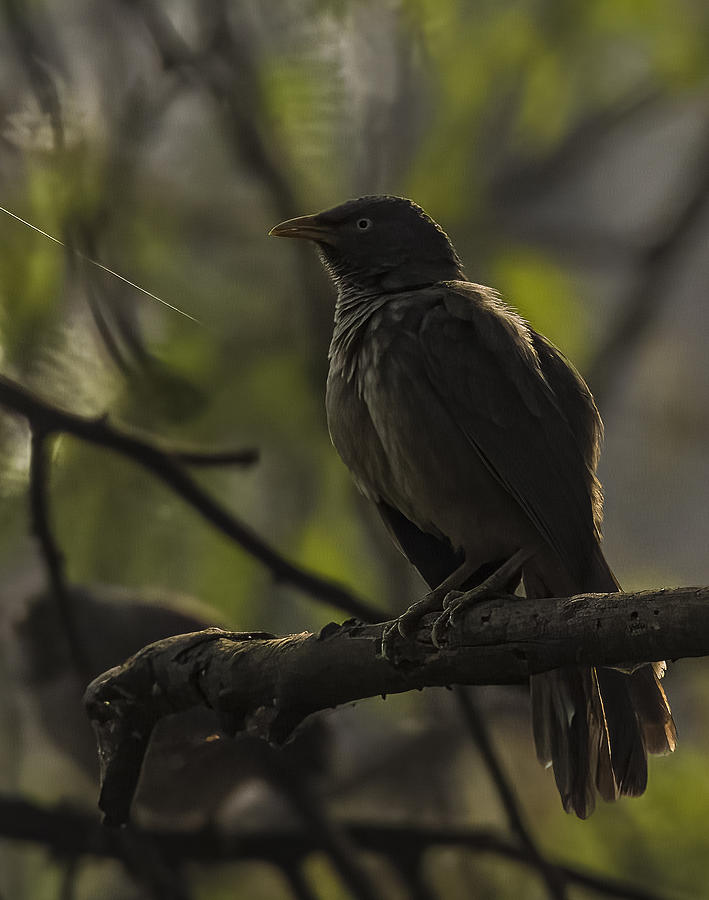 Jungle Babbler Photograph by Subhash Sapru - Fine Art America