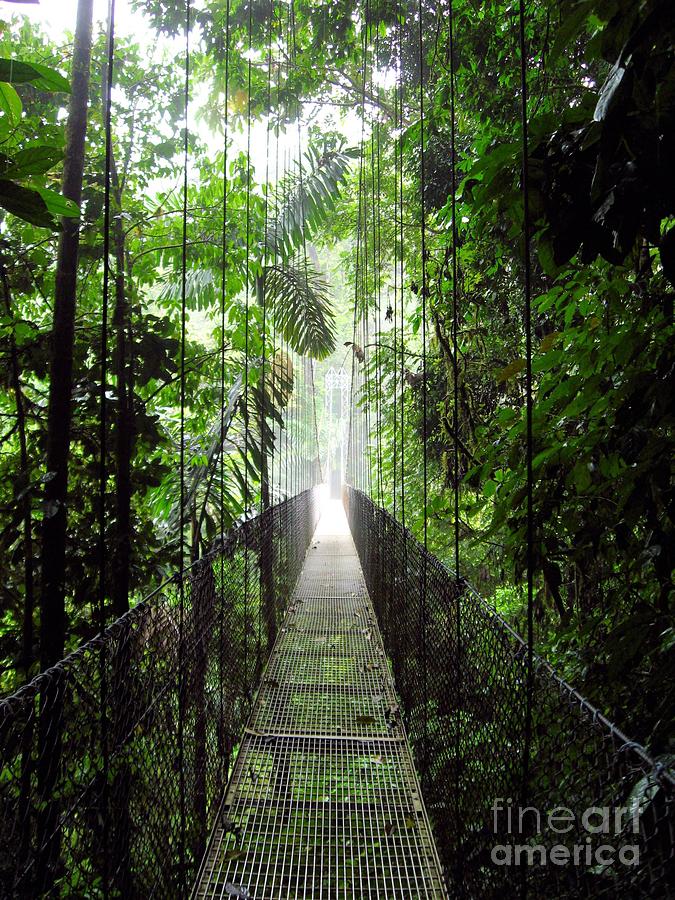 Jungle Canopy.. Costa Rica Photograph by Elaine Manley