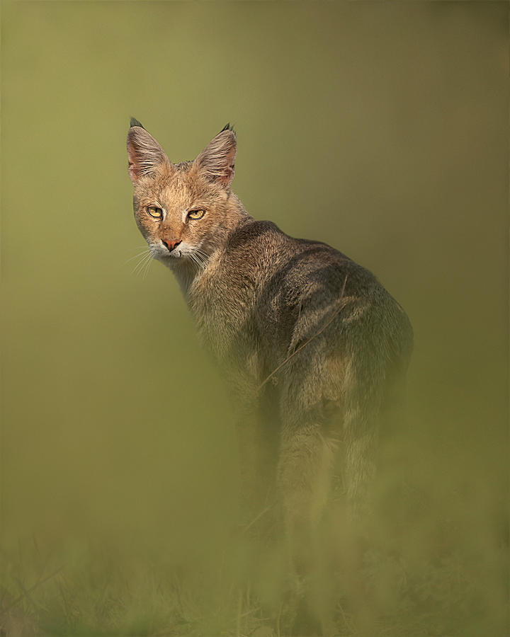 Animal Photograph - Jungle Cat by Jayanta Guha