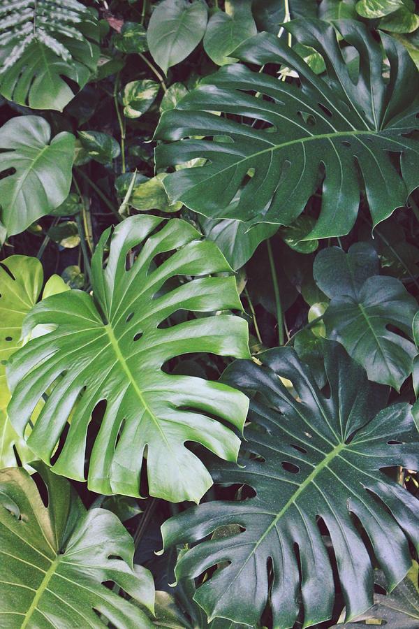 Jungle Leaves Faith Based Creative Activity