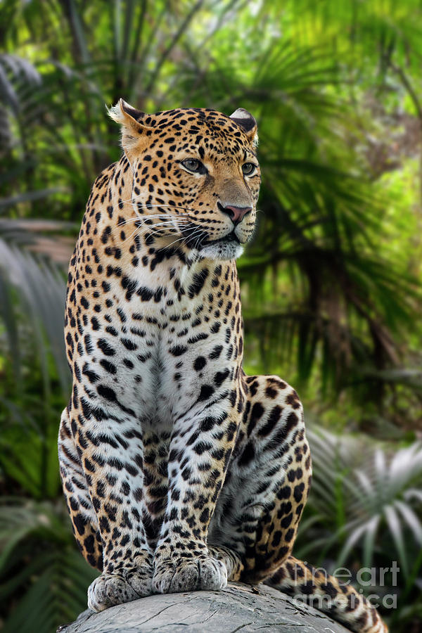 Jungle Leopard Photograph by Arterra Picture Library