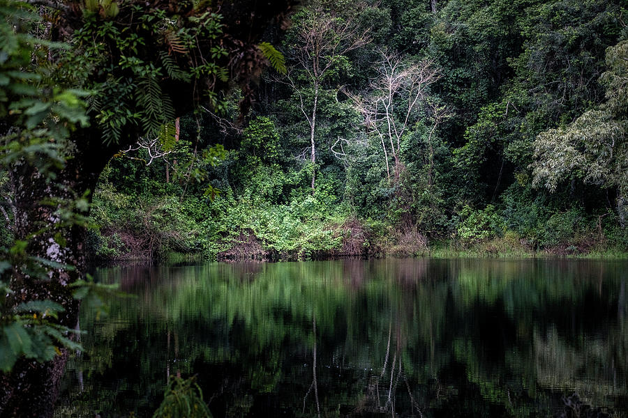 Jungle Light Photograph by Mary Lee Dereske