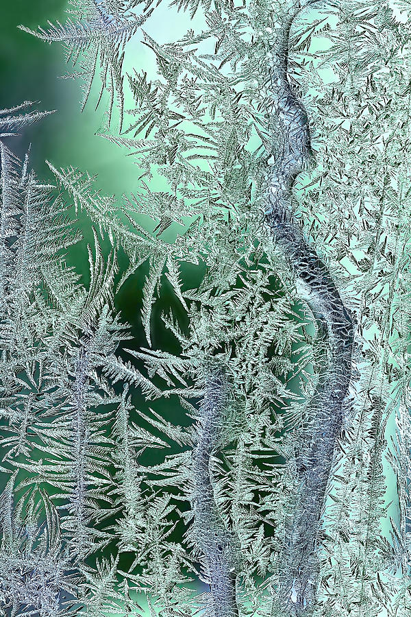 Abstract Photograph - Jungle Of Frost by Lucie Gagnon