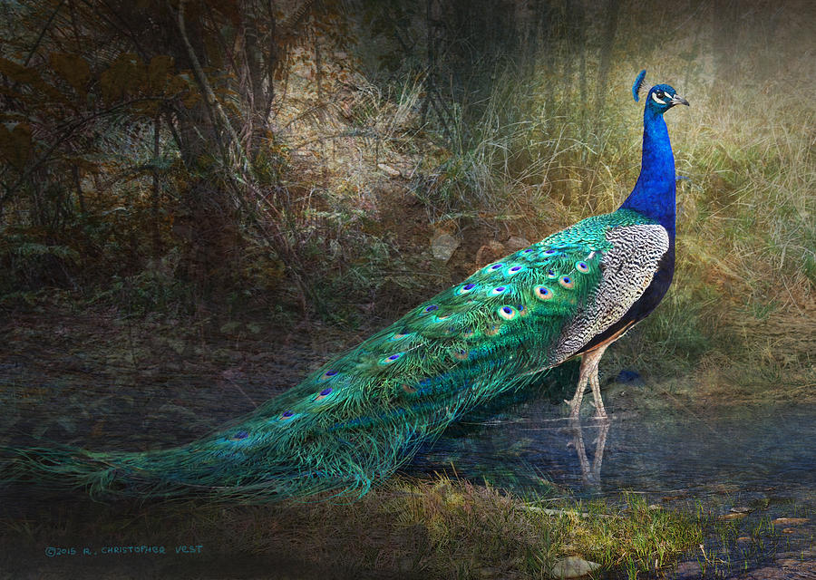 Peacock Photograph - Jungle Peacock Portrait by R christopher Vest