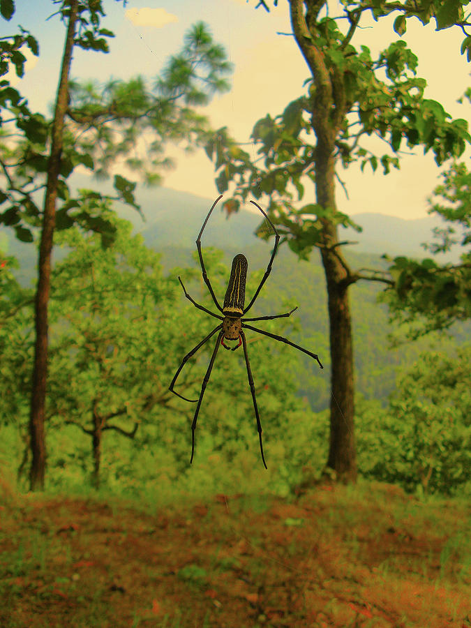 jungle spiders