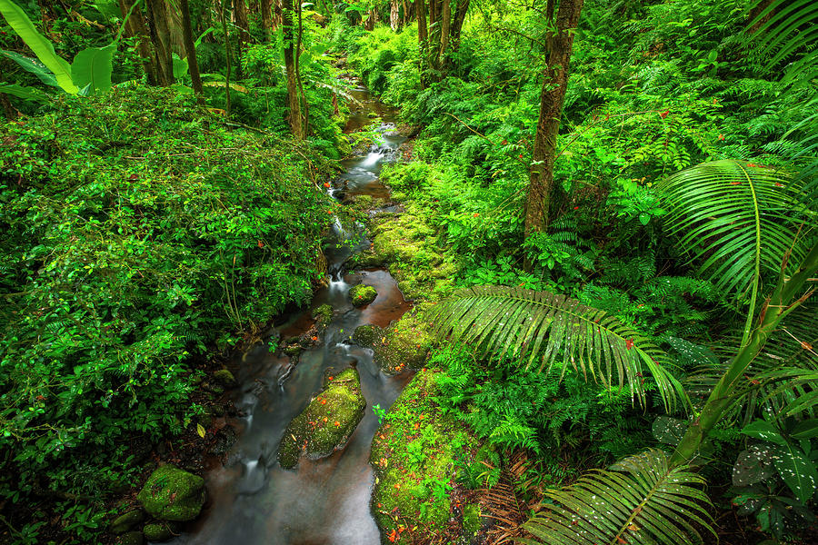 Jungle Stream, Wailuku River State Photograph by Russ Bishop - Fine Art ...