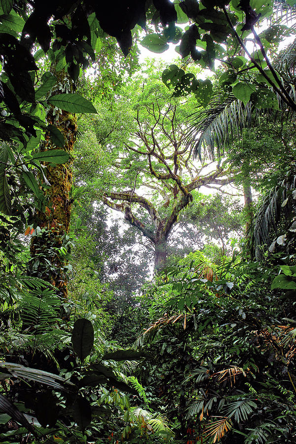 Jungle Tree Photograph by Fabrice Milochau - Fine Art America