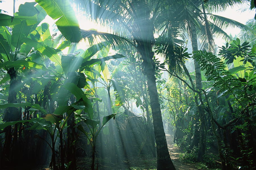 Jungle Vegetation, Bali, Indonesia Digital Art by Otto Stadler