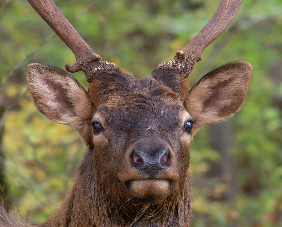 Junior Elk Photograph by Douglas Wielfaert