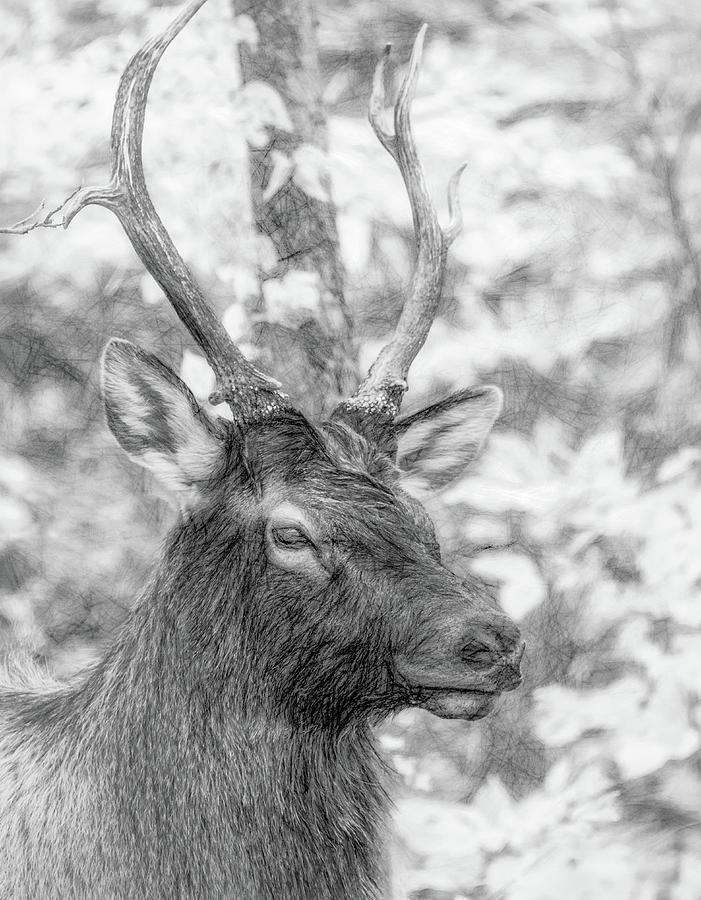 Junior Elk, Stylized Photo Sketch by Marcy Wielfaert Junior Elk, Stylized Photo Sketch by Marcy Wielfaert