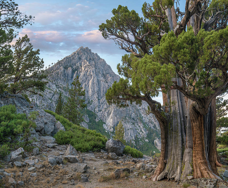 Juniper And Jeffrey Pines, Phipps Peak by Tim Fitzharris Juniper And Jeffrey Pines, Phipps Peak by Tim Fitzharris