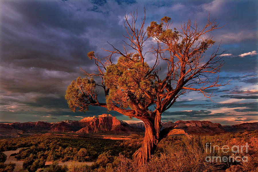 Juniper And Storm Back Of Zion National Park Utah Photograph by Dave Welling