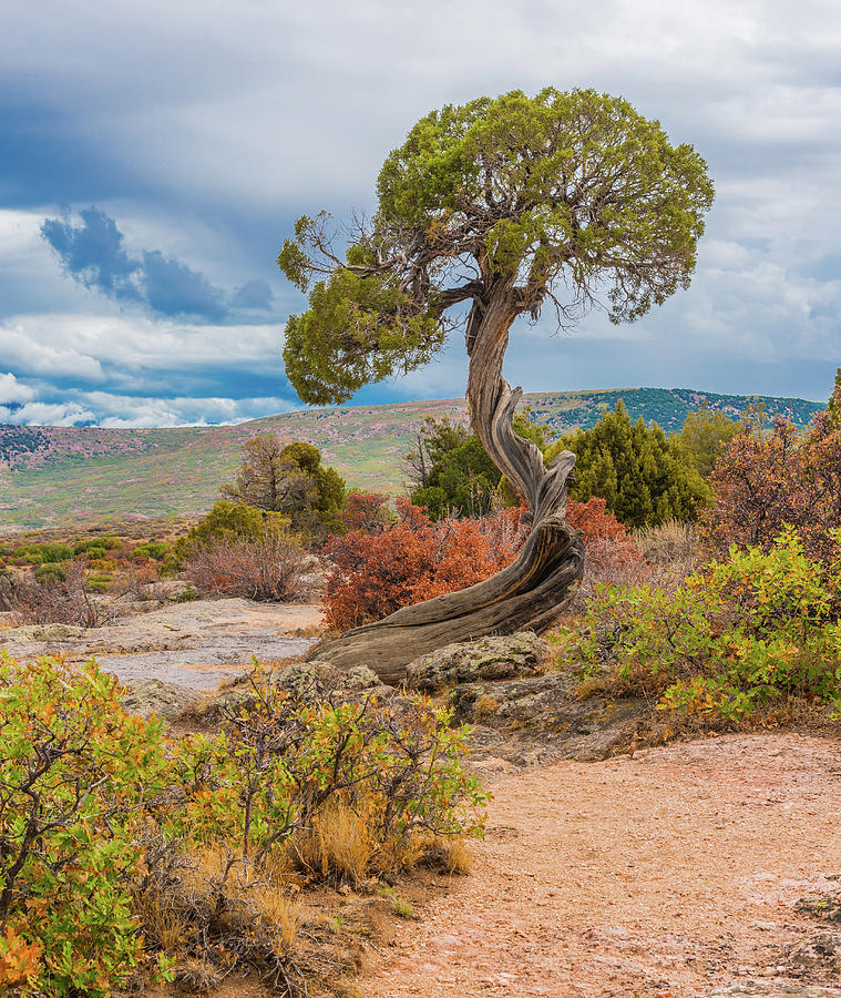 Juniper At Dragon Point by Tom Potter Juniper At Dragon Point by Tom Potter