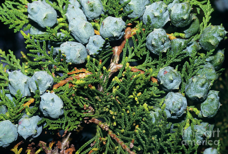 Juniper Berries Photograph by Chris Hellier/science Photo Library
