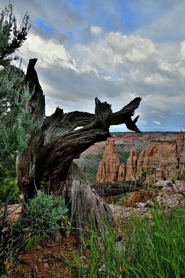 Juniper Frame at Grand View Point Photograph by Ray Mathis