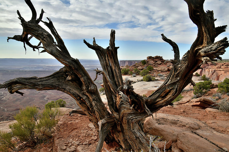Juniper on Rim of Orange Cliffs Overlook in Canyonlands Photograph by Ray Mathis