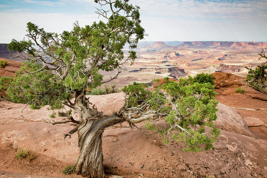 Juniper over the Canyon Photograph by Kyle Lee