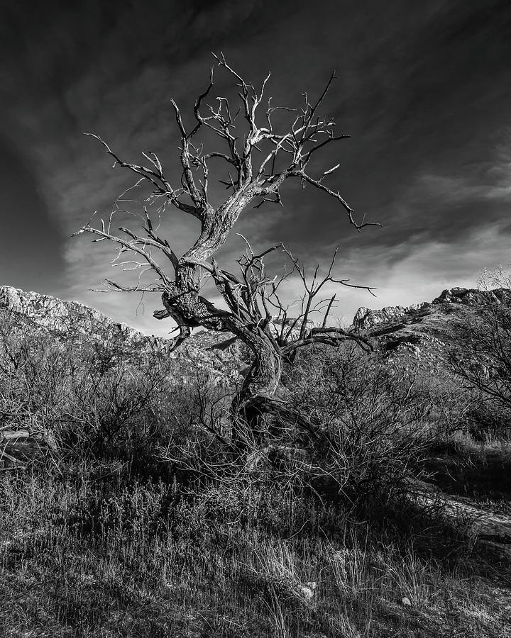 Juniper Requiem by Lon Dittrick Juniper Requiem by Lon Dittrick