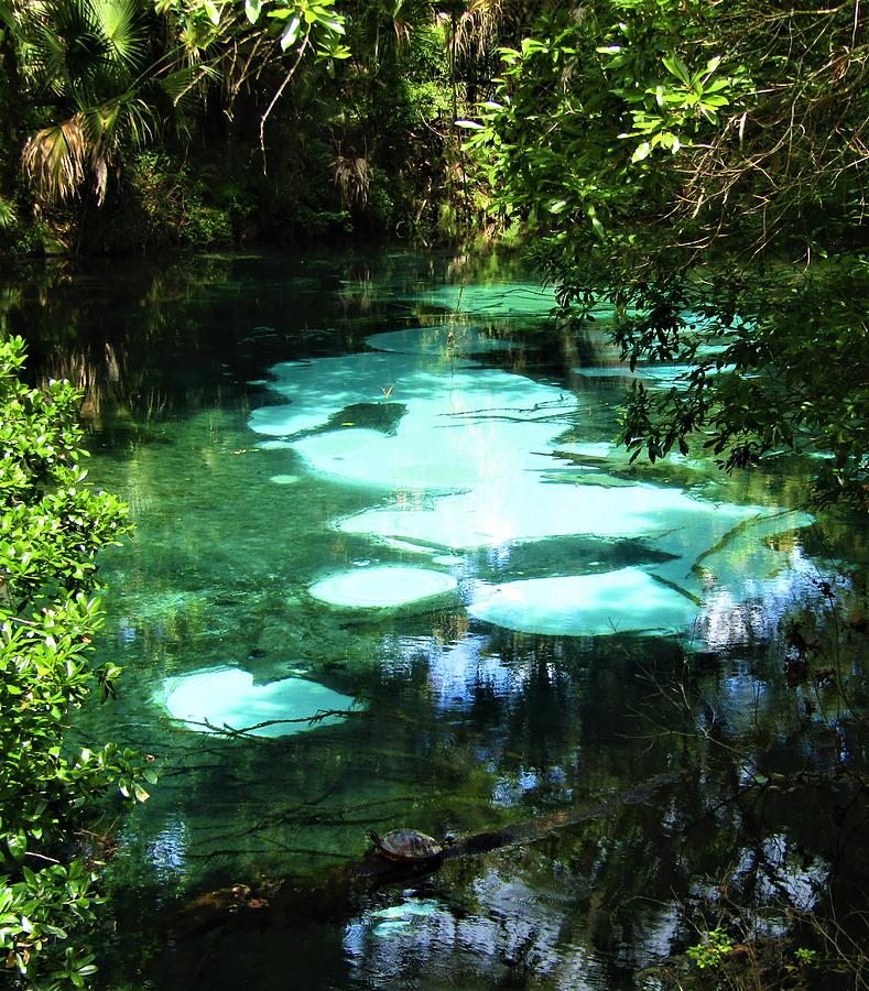 Juniper Springs Photograph by Joshua Bales