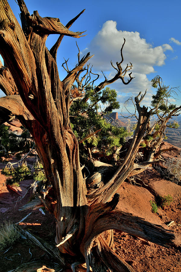 Juniper Tree at Green River Overlook in Canyonlands Photograph by Ray Mathis