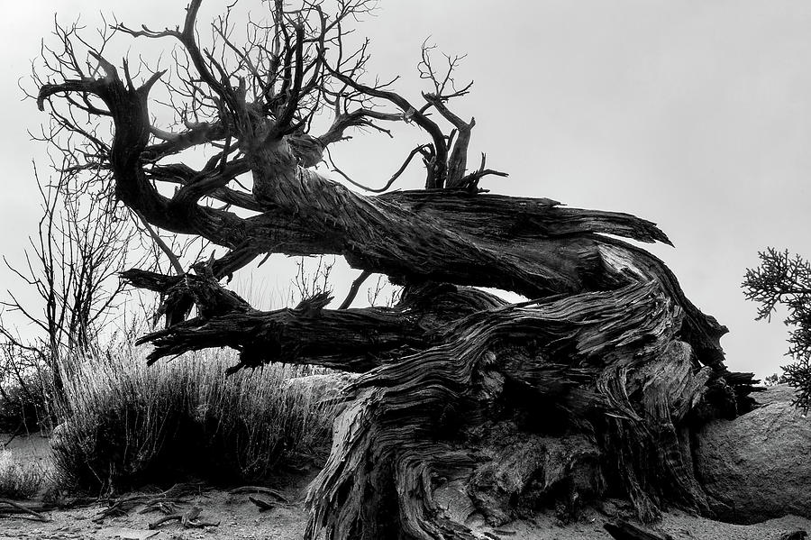 Juniper Tree Photograph by Christine Walter | Fine Art America