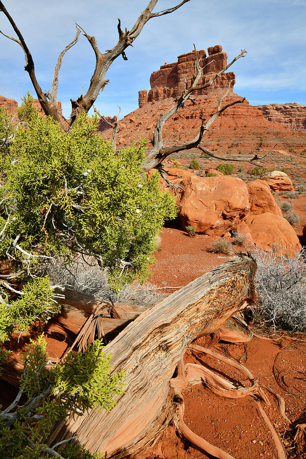 Juniper Tree in Valley of the Gods in Utah Photograph by Ray Mathis