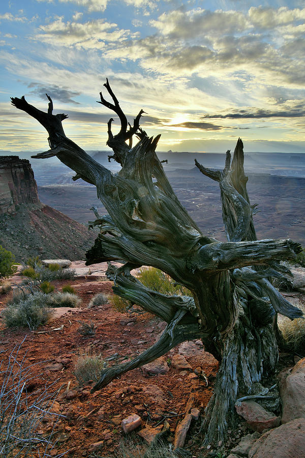Juniper Tree on Orange Cliffs in Canyonlands NP Photograph by Ray Mathis