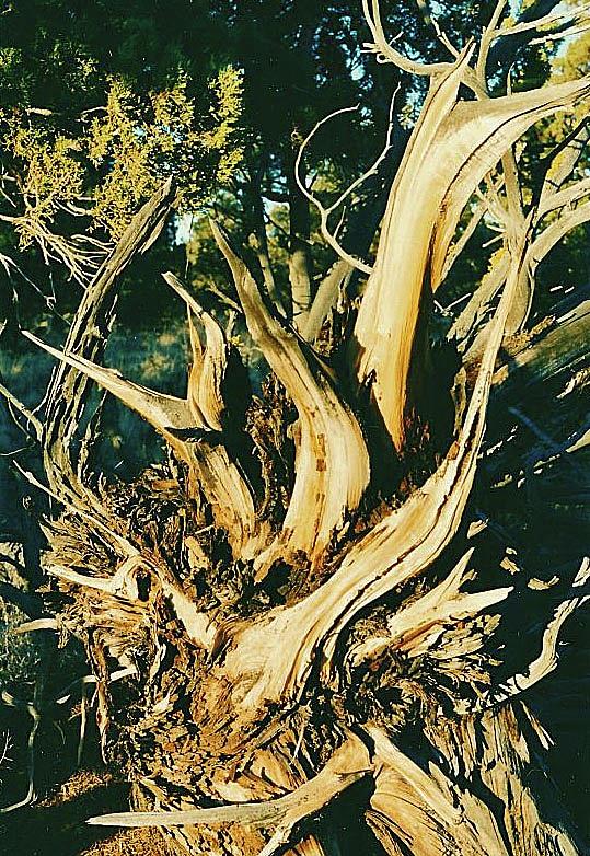 Juniper tree roots Photograph by Scott Buehler Pixels