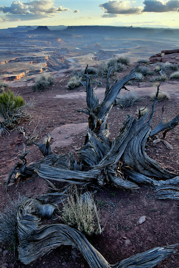 Junipers on Rim Overlooking Green River Photograph by Ray Mathis