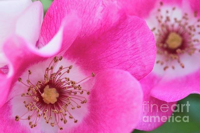 June Roses Macro Photograph by Jill Greenaway