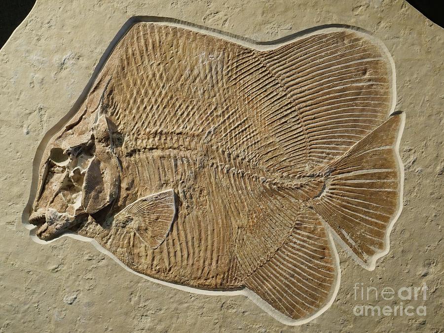 Jurassic Fish Fossil Photograph by Sinclair Stammers/science Photo Library  - Pixels