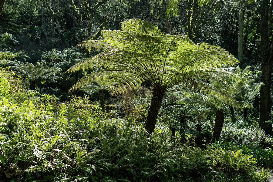 Jurassic - Awesome Rainforest with Tree Ferns Photograph by Georgia Mizuleva