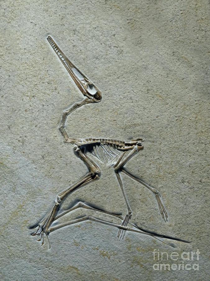 Jurassic Pterosaur Fossil Photograph by Sinclair Stammers/science Photo Library