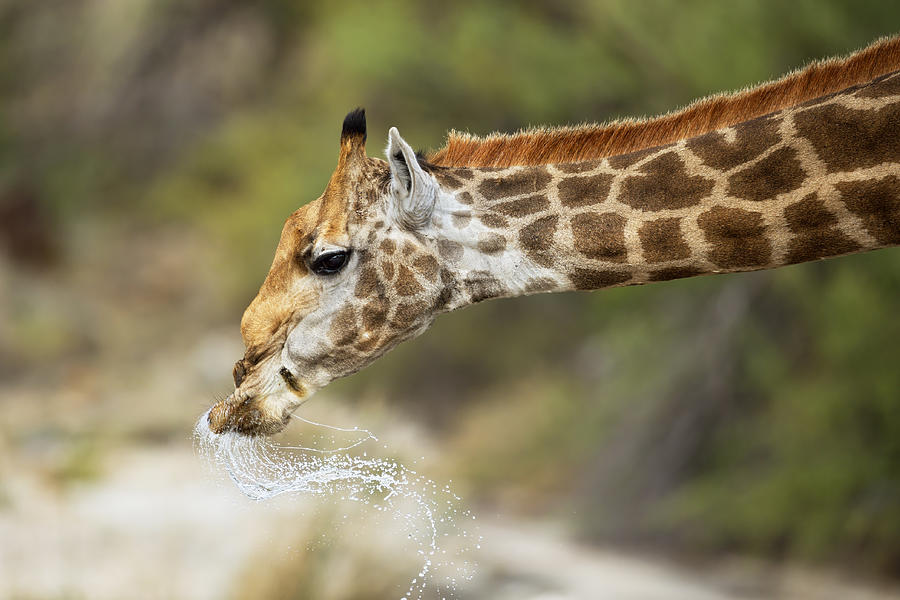 Just A Drink! Photograph by Marco Pozzi