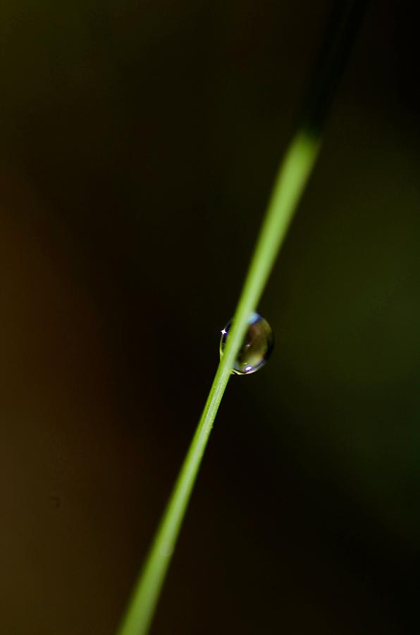 Just A Drop Please Photograph by Greg Hayhoe - Fine Art America