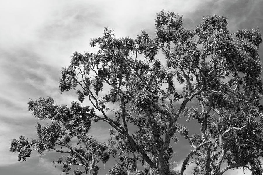 Just a Florida Tree Photograph by Robert Wilder Jr