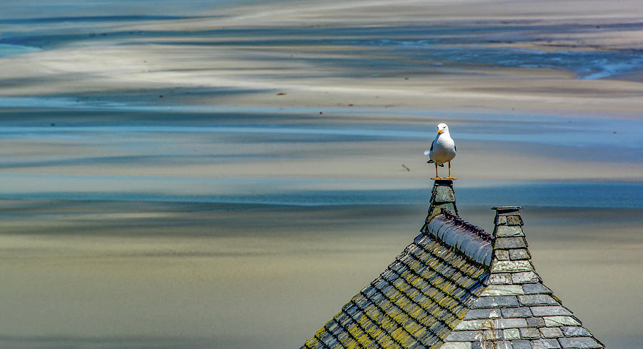 Just A Gull On A Roof Photograph by Marcy Wielfaert